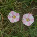 Cute pink and white pentafoil flowers, A Swarm of Bees, Eye, Suffolk - 16th June 2025