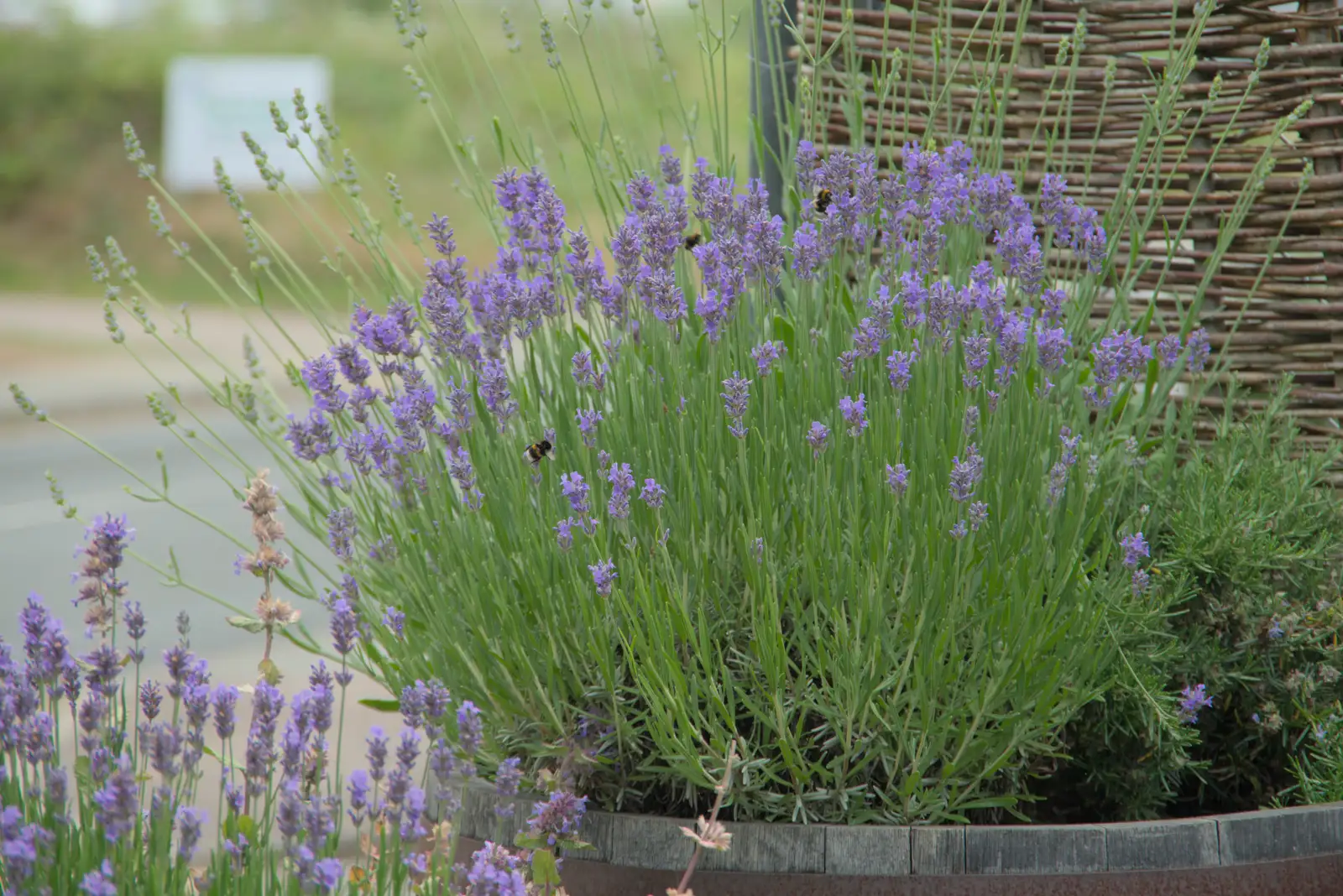 Bumblebees are busy in the lavender, from A Swarm of Bees, Eye, Suffolk - 16th June 2025