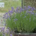 Bumblebees are busy in the lavender, A Swarm of Bees, Eye, Suffolk - 16th June 2025
