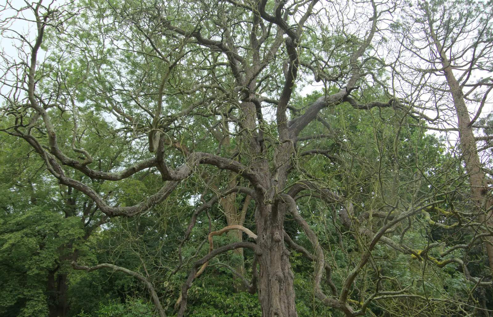 There's a gnarly dead tree in Stuston, from A Swarm of Bees, Eye, Suffolk - 16th June 2025