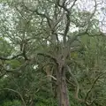 There's a gnarly dead tree in Stuston, A Swarm of Bees, Eye, Suffolk - 16th June 2025