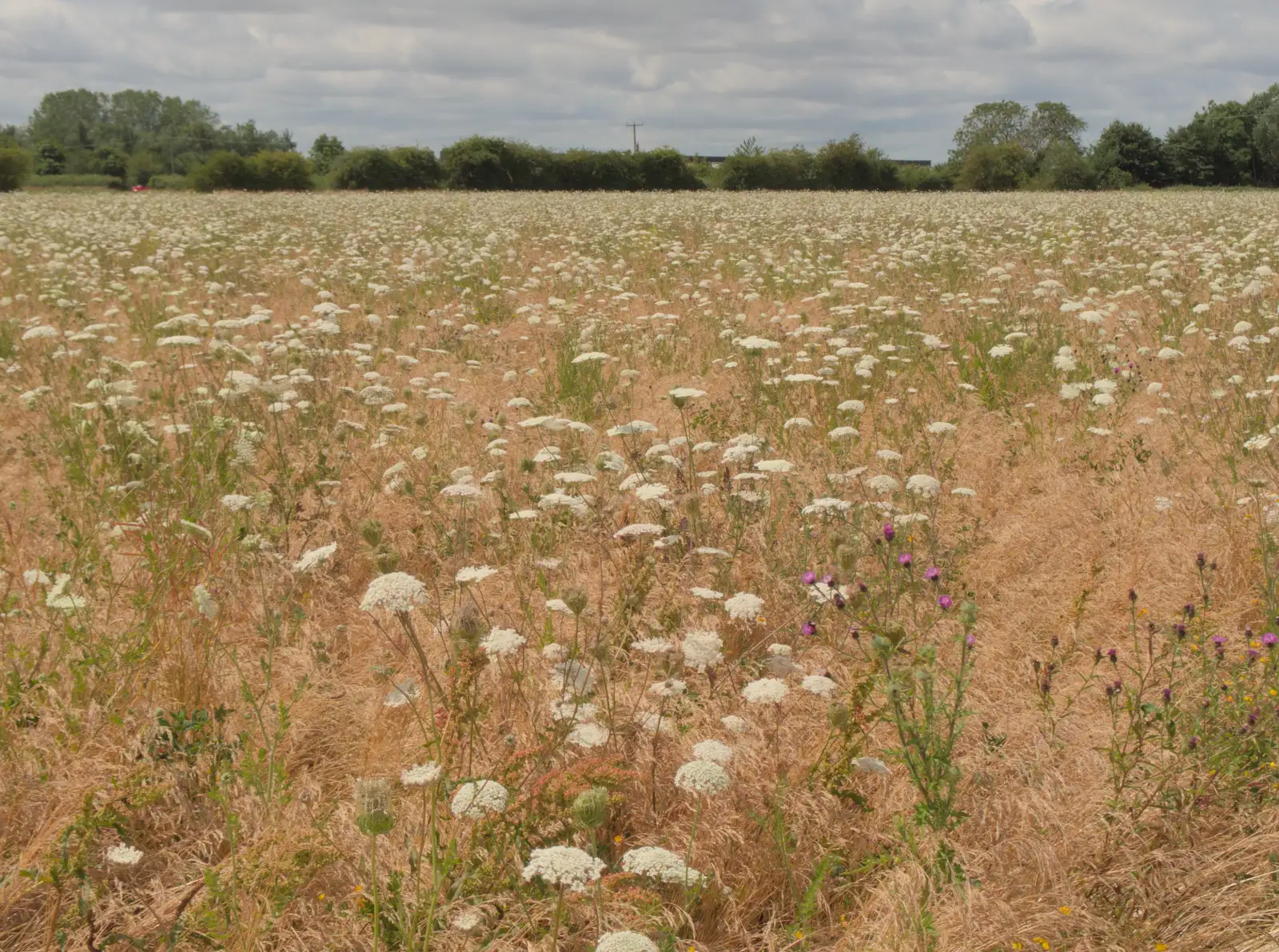 We pass a field full of cow parsley or something, from A Late June Miscellany, Suffolk - 28th June 2025