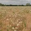 We pass a field full of cow parsley or something, A Late June Miscellany, Suffolk - 28th June 2025