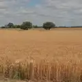 A field of wheat looks almost ready, A Late June Miscellany, Suffolk - 28th June 2025