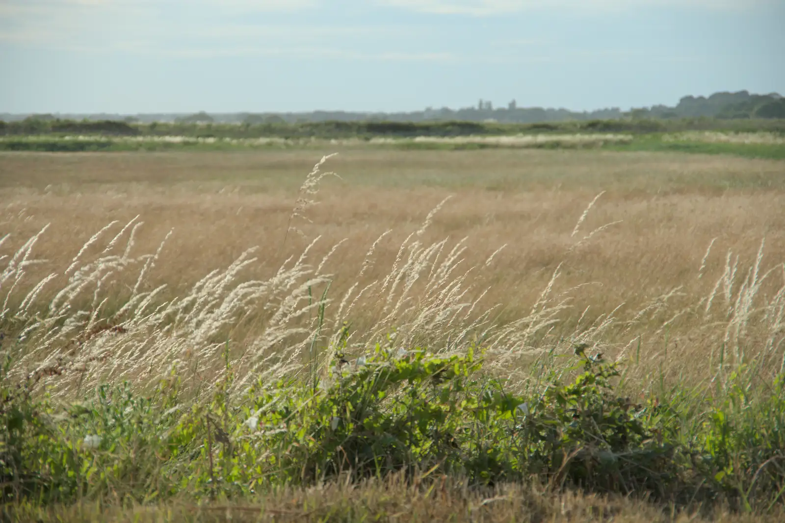 Golden grasses wave around in the wind, from Harry's Karate Kamp, Blackshore, Southwold - 5th July 2025