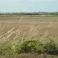 Golden grasses wave around in the wind, Harry's Karate Kamp, Blackshore, Southwold - 5th July 2025