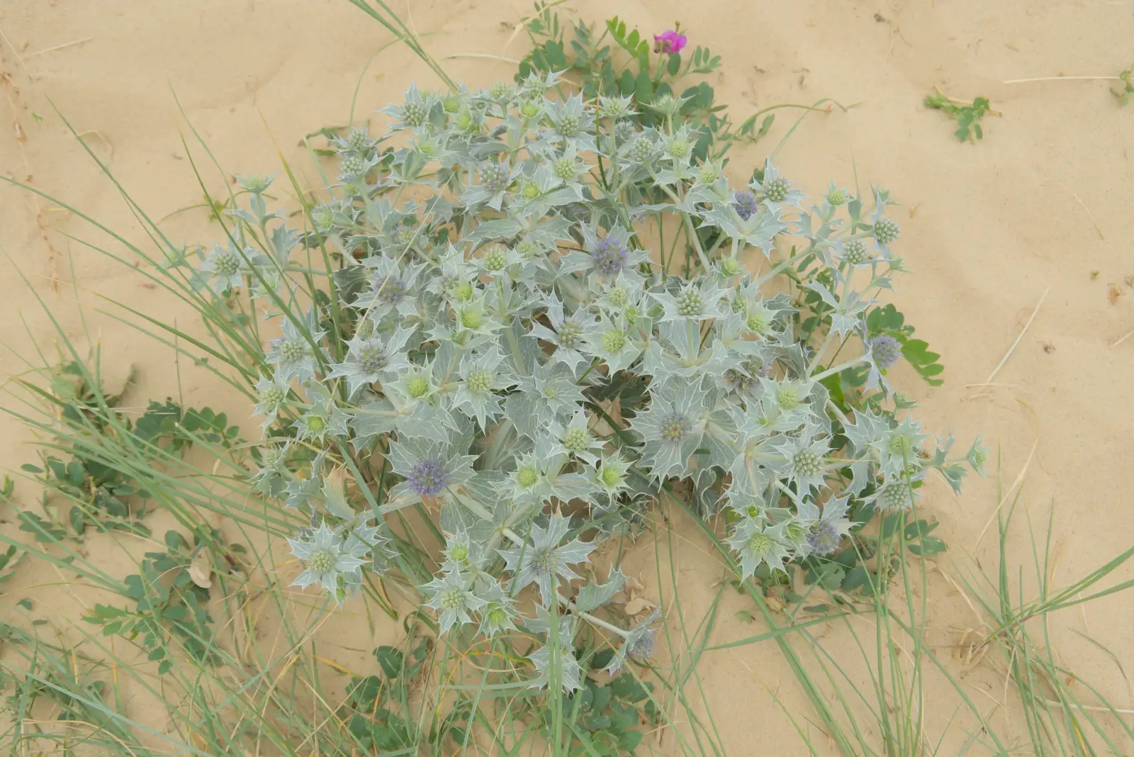 The sea thistle is in bloom, from Harry's Karate Kamp, Blackshore, Southwold - 5th July 2025