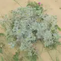 The sea thistle is in bloom, Harry's Karate Kamp, Blackshore, Southwold - 5th July 2025