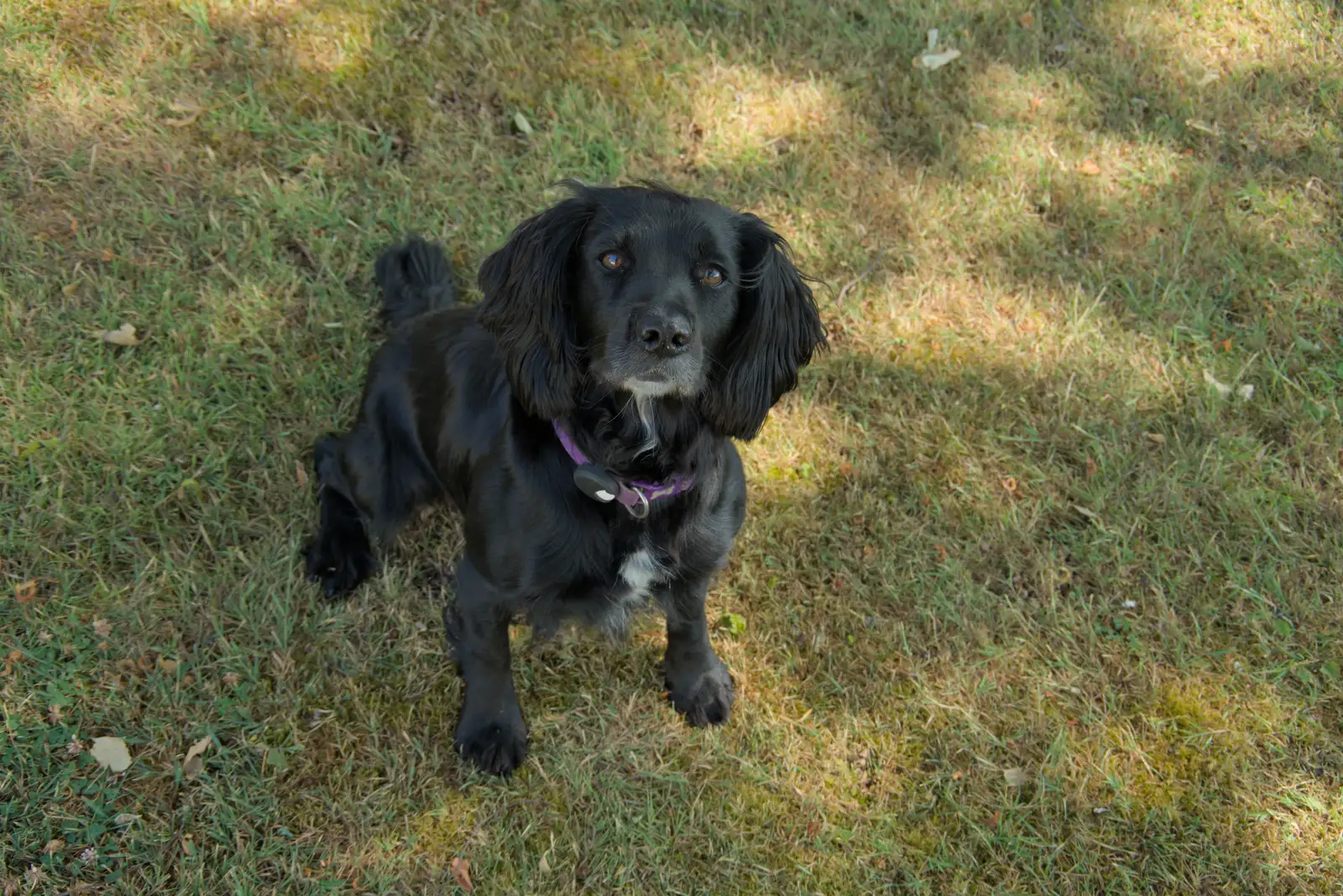Peppa the crazy spaniel, from The Brome and Oakley Fete, Brome Hall, Suffolk - 12th July 2025