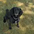 Peppa the crazy spaniel, The Brome and Oakley Fete, Brome Hall, Suffolk - 12th July 2025