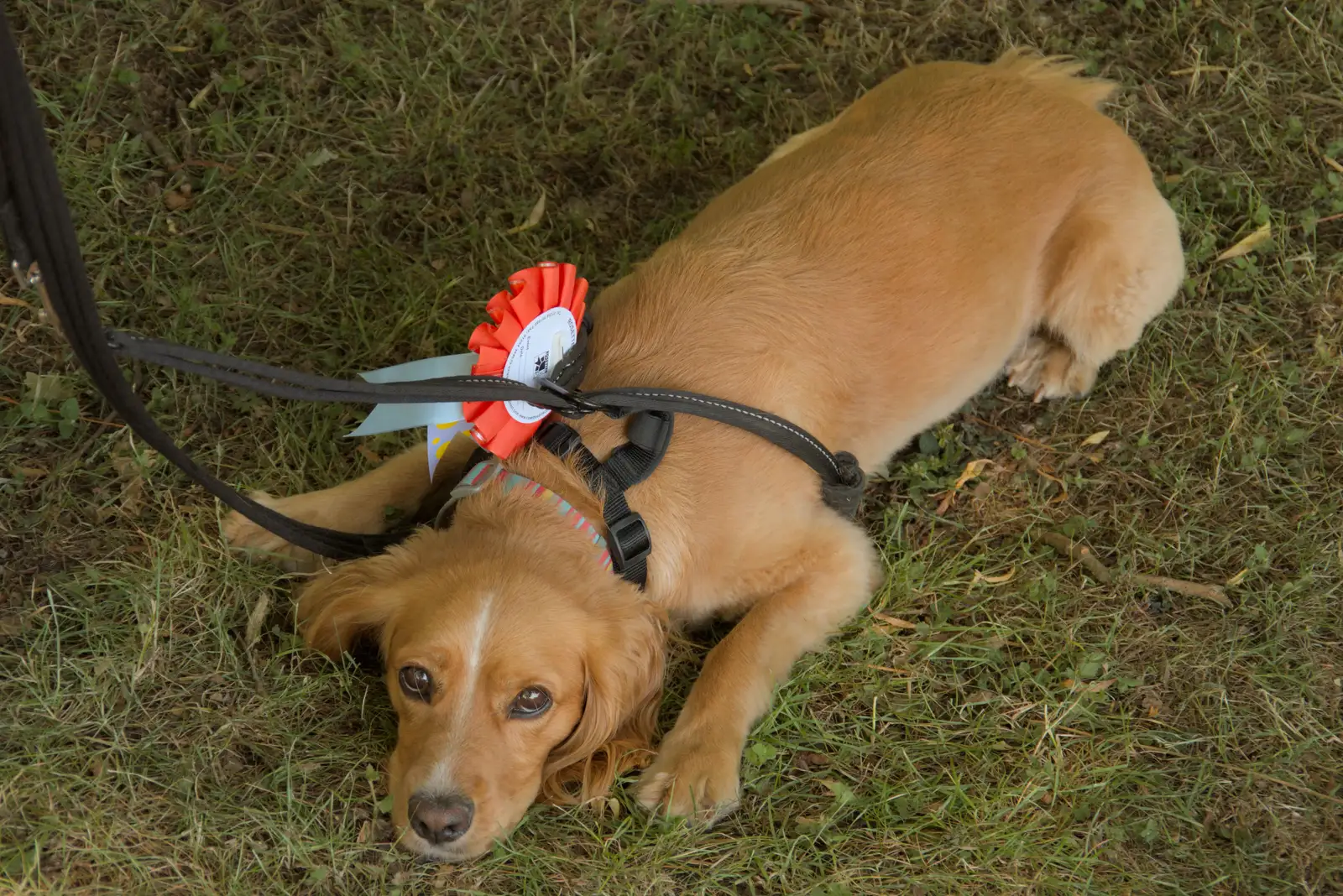 Tim's dog with its rosette, from The Brome and Oakley Fete, Brome Hall, Suffolk - 12th July 2025