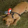 Tim's dog with its rosette, The Brome and Oakley Fete, Brome Hall, Suffolk - 12th July 2025
