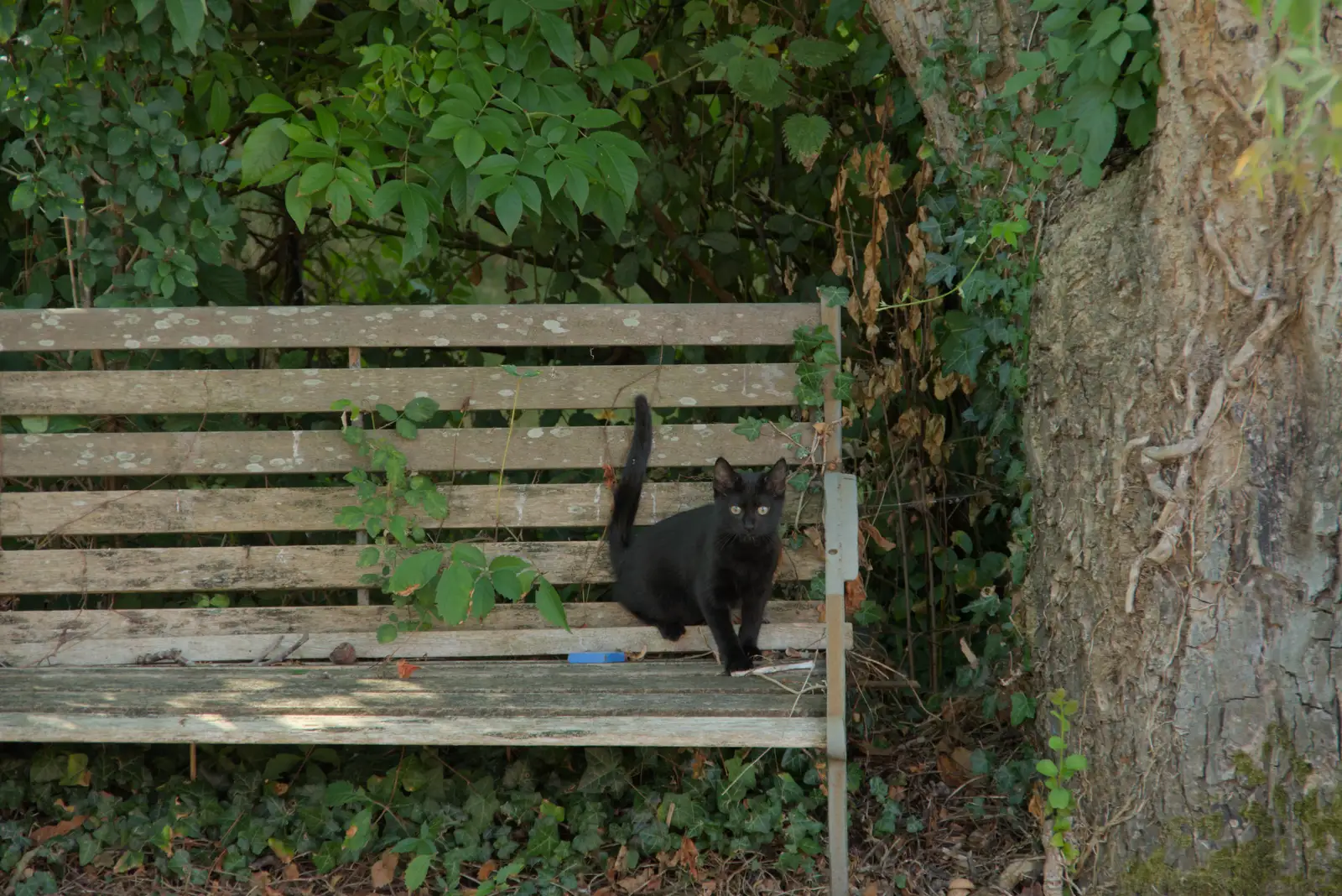 Lilly - aka Stupes - on the bench, from The Brome and Oakley Fete, Brome Hall, Suffolk - 12th July 2025