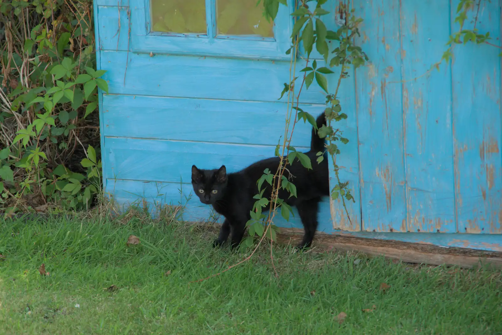 Lottie, or Floof, comes out of the blue house, from The Brome and Oakley Fete, Brome Hall, Suffolk - 12th July 2025