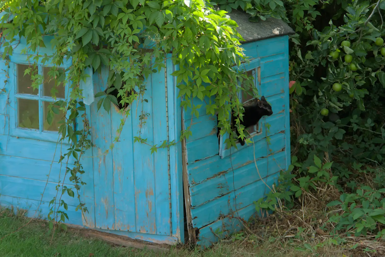 A kitten escapes through the window, from The Brome and Oakley Fete, Brome Hall, Suffolk - 12th July 2025