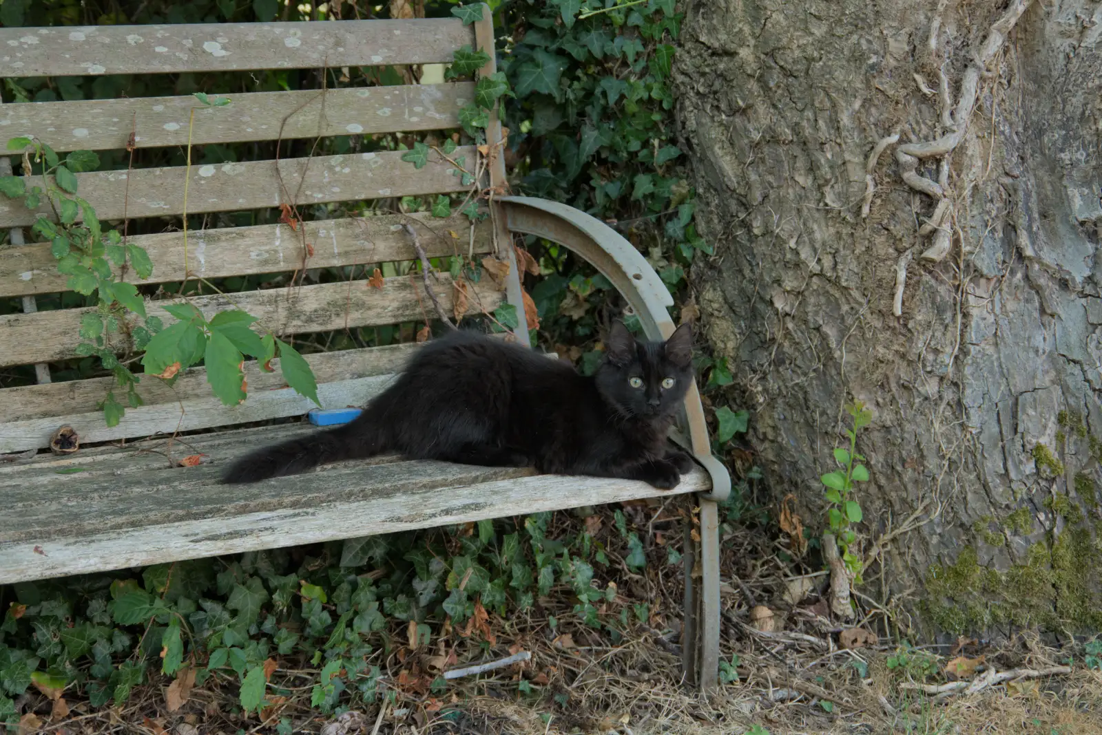 Floof on the bench, from The Brome and Oakley Fete, Brome Hall, Suffolk - 12th July 2025