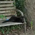 Floof on the bench, The Brome and Oakley Fete, Brome Hall, Suffolk - 12th July 2025