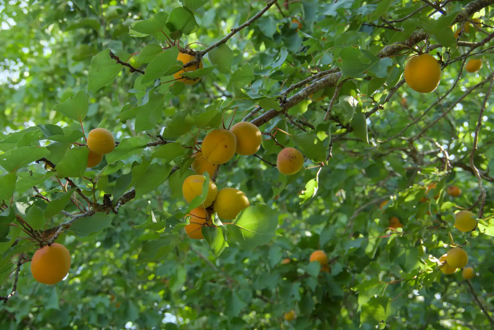 The apricots are doing well this year, from The Brome and Oakley Fete, Brome Hall, Suffolk - 12th July 2025