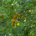 The apricots are doing well this year, The Brome and Oakley Fete, Brome Hall, Suffolk - 12th July 2025
