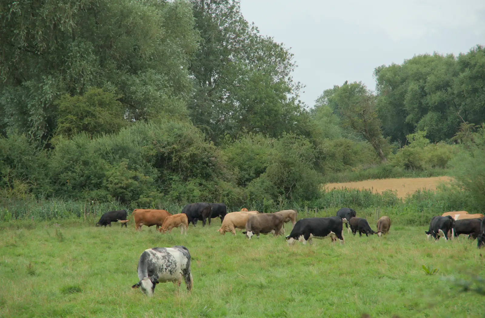 A field of cows, just outside Eye, from A Wet Walk to the Black Horse, Thorndon, Suffolk - 20th July 2025