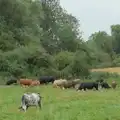 A field of cows, just outside Eye, A Wet Walk to the Black Horse, Thorndon, Suffolk - 20th July 2025