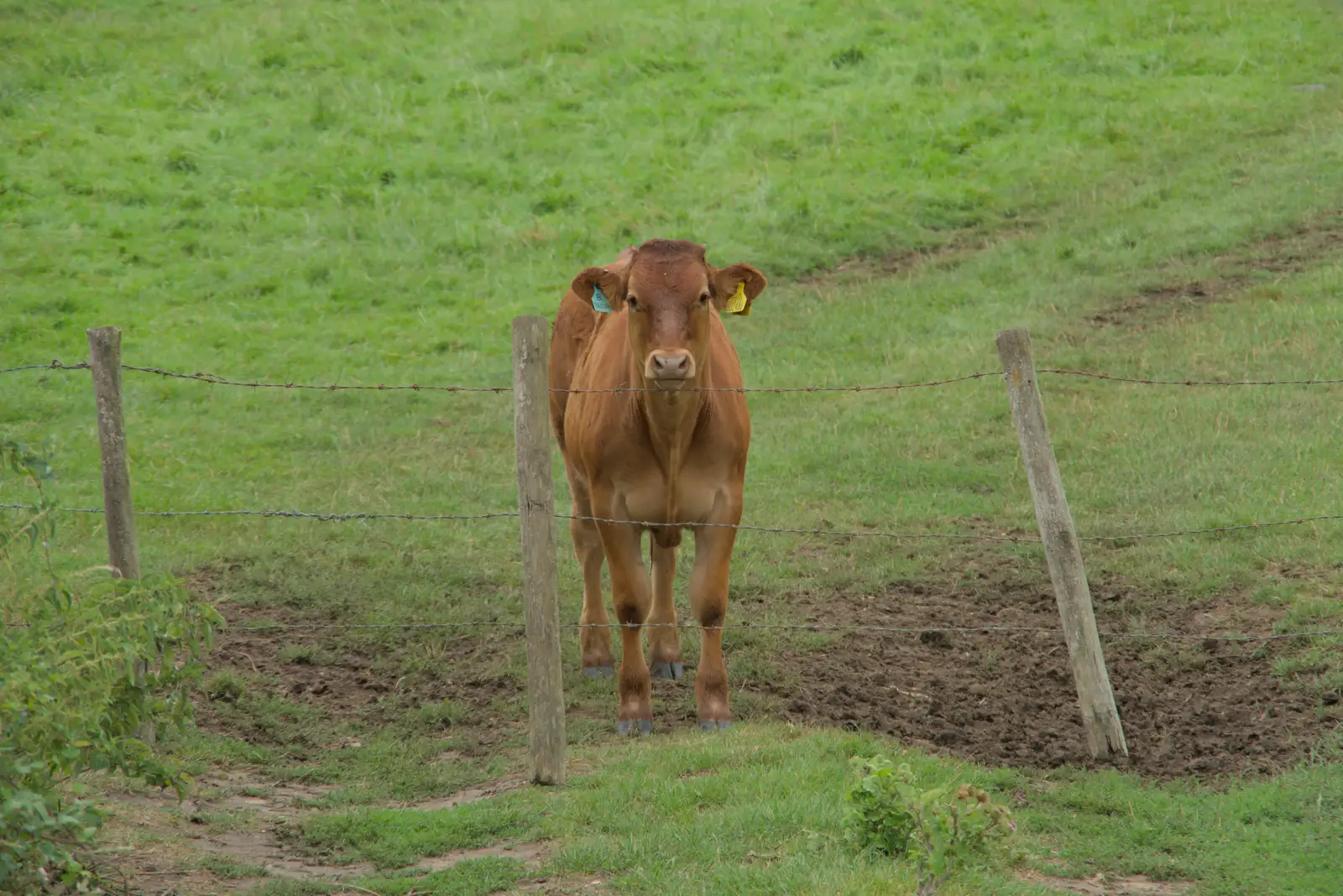 A calf gives us the Hairy Eyeball, from A Wet Walk to the Black Horse, Thorndon, Suffolk - 20th July 2025