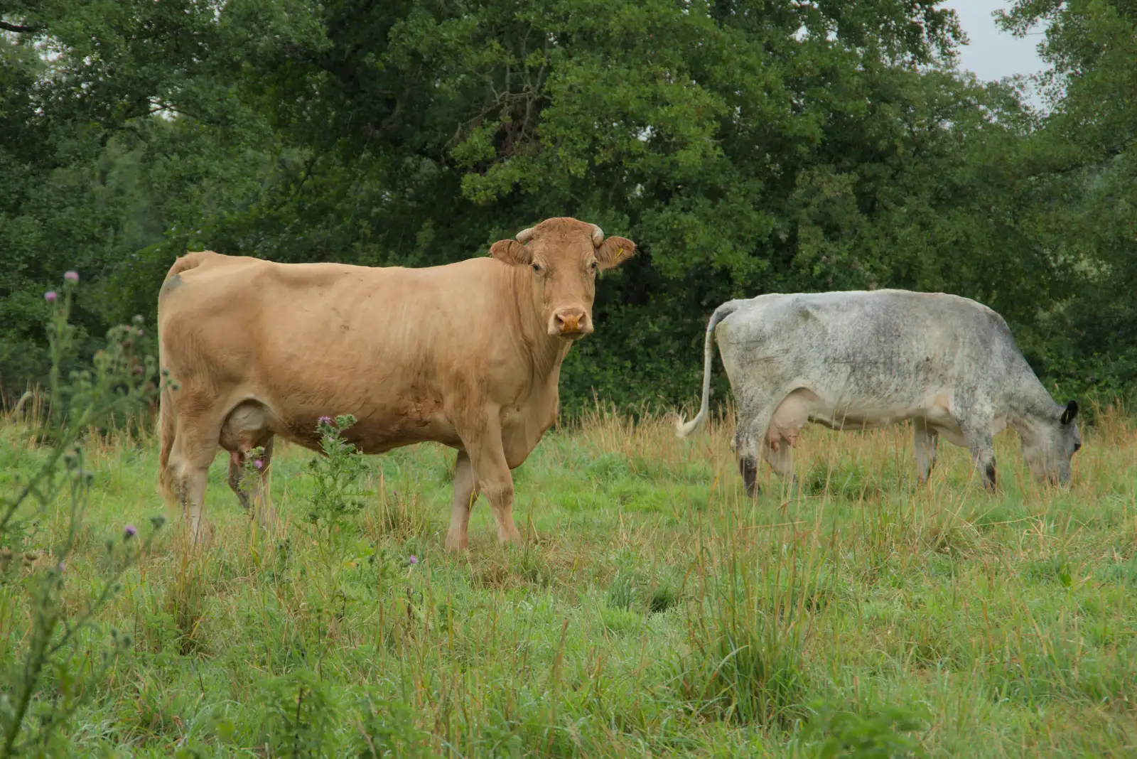 More cow action, from A Wet Walk to the Black Horse, Thorndon, Suffolk - 20th July 2025