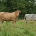 More cow action, A Wet Walk to the Black Horse, Thorndon, Suffolk - 20th July 2025