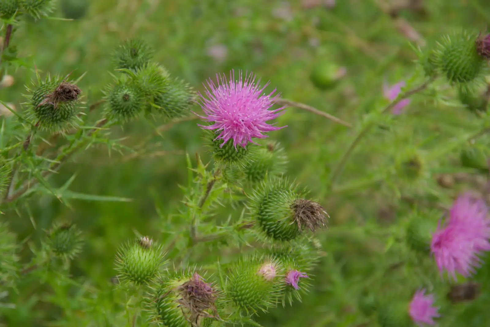 The thistles are in flower, from A Wet Walk to the Black Horse, Thorndon, Suffolk - 20th July 2025