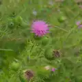 The thistles are in flower, A Wet Walk to the Black Horse, Thorndon, Suffolk - 20th July 2025