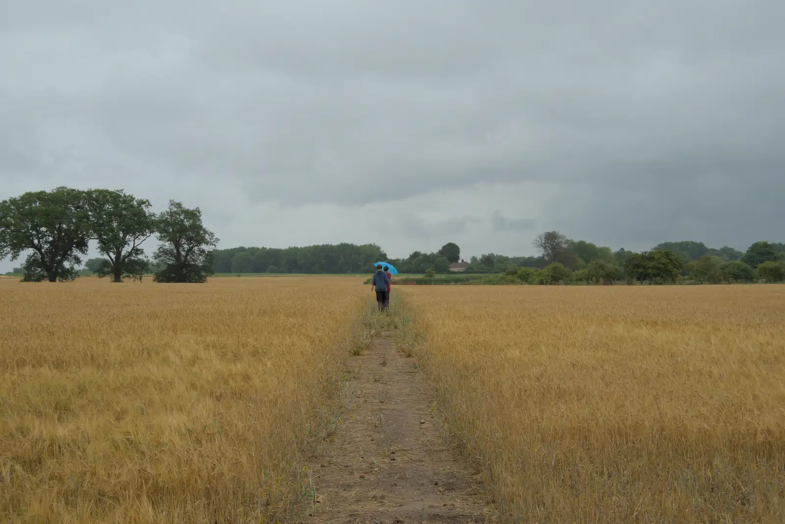 Back in the wheat field, from A Wet Walk to the Black Horse, Thorndon, Suffolk - 20th July 2025