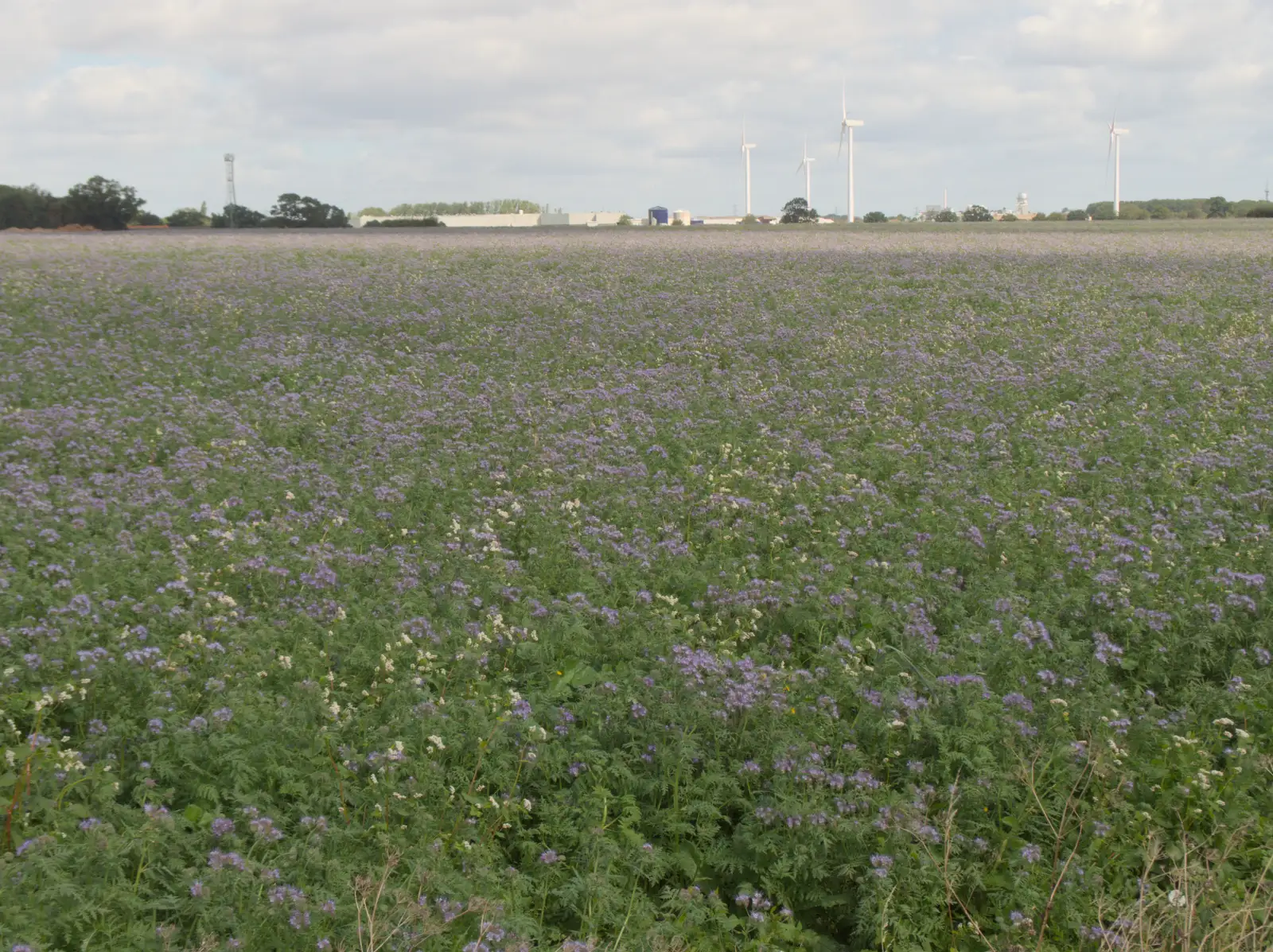 A field of purple on the Yaxley Road into Eye, from A Visit to the Thornhams, Suffolk - 3rd August 2025