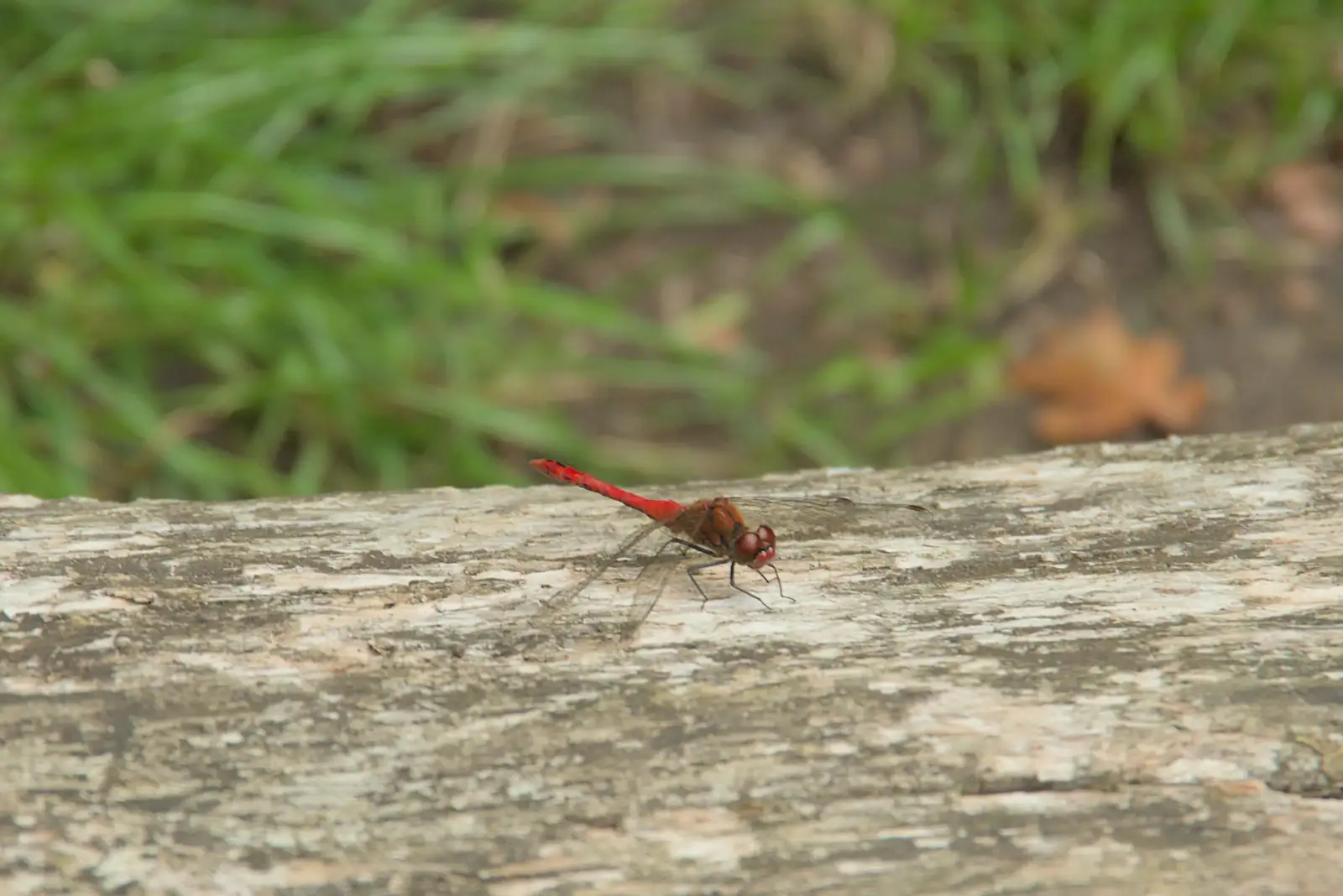 A bright red dragonfly lands on a bench, from A Visit to the Thornhams, Suffolk - 3rd August 2025