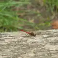 A bright red dragonfly lands on a bench, A Visit to the Thornhams, Suffolk - 3rd August 2025