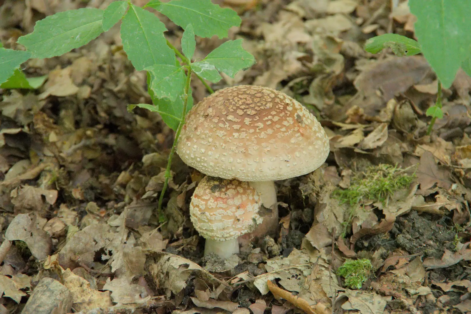 There are loads of fungi around, from A Visit to the Thornhams, Suffolk - 3rd August 2025