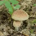 There are loads of fungi around, A Visit to the Thornhams, Suffolk - 3rd August 2025