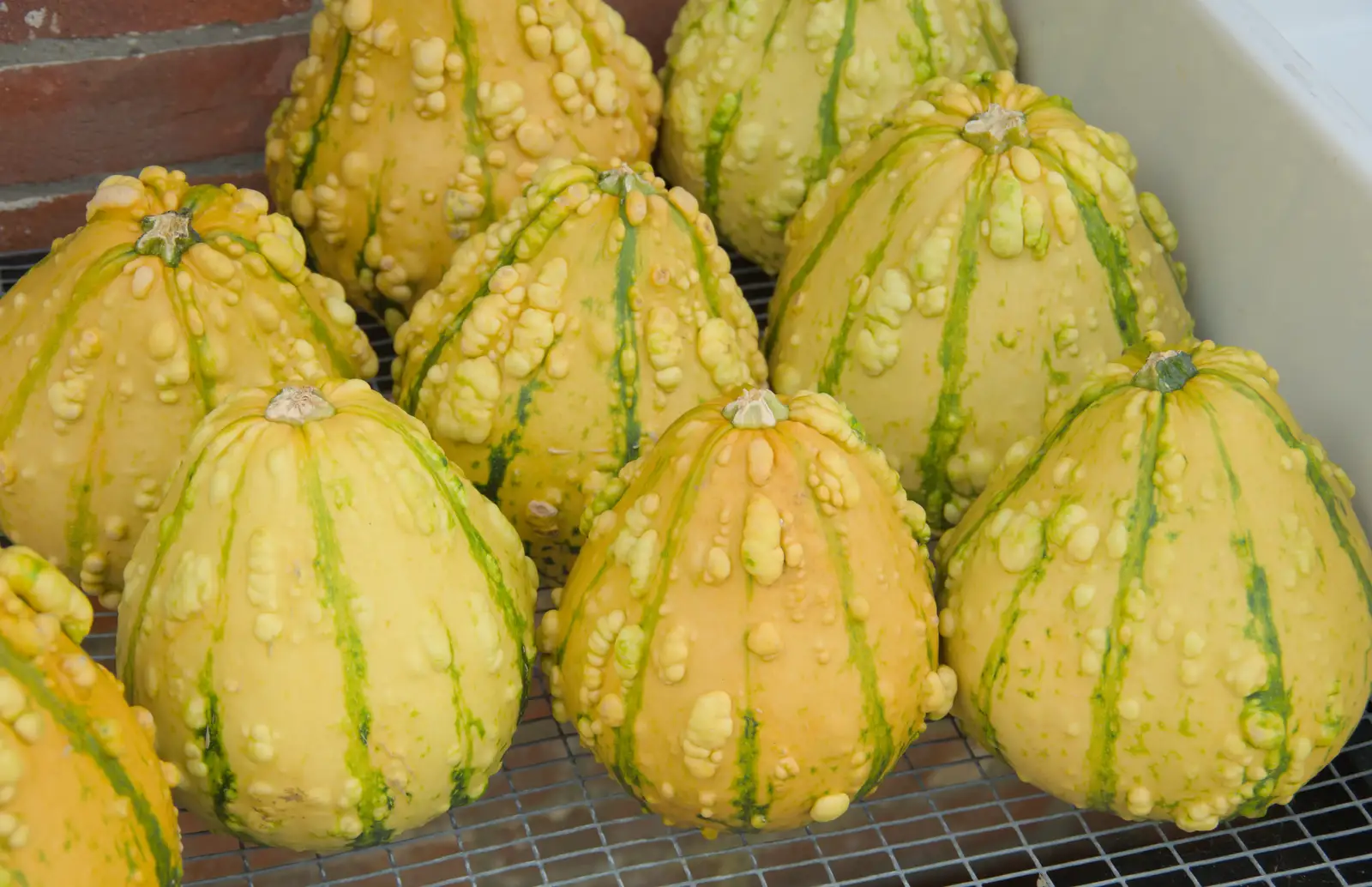 Funky gourds, from A Visit to the Thornhams, Suffolk - 3rd August 2025