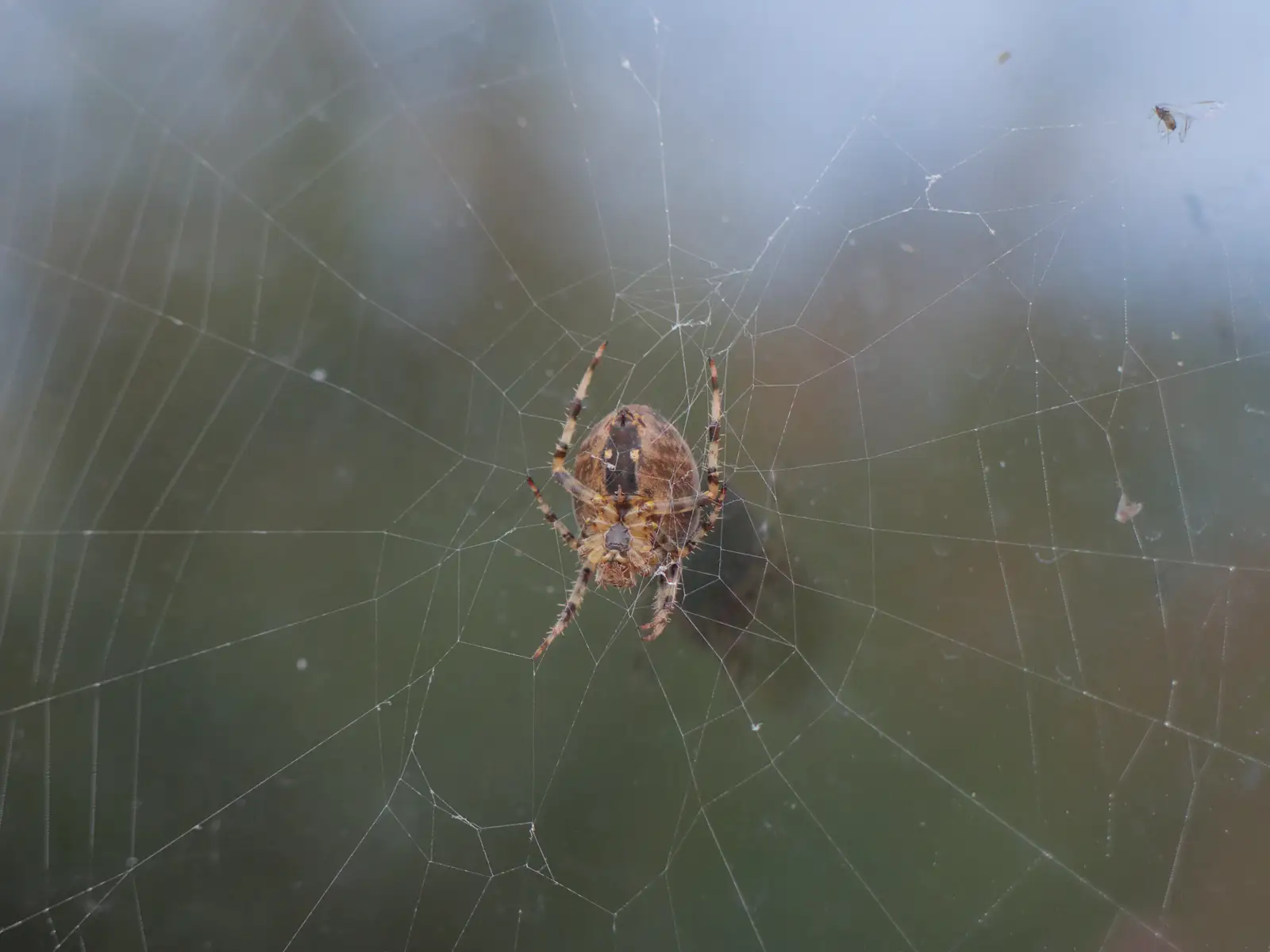 There's a stripey spider in the middle of its web, from A Late September Miscellany, Norfolk and Suffolk - 28th September 2025
