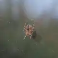 There's a stripey spider in the middle of its web, A Late September Miscellany, Norfolk and Suffolk - 28th September 2025