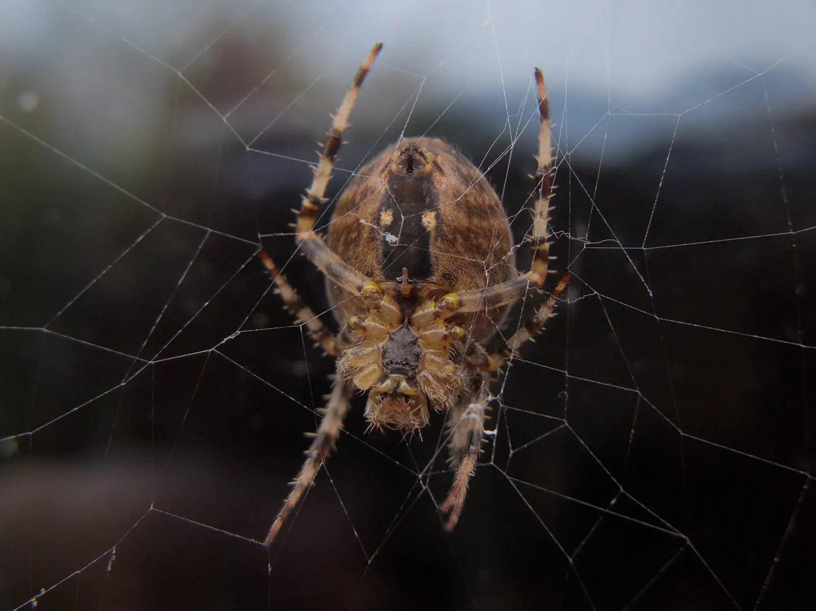 A close-up of the stripey spider, from A Late September Miscellany, Norfolk and Suffolk - 28th September 2025