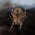 A close-up of the stripey spider, A Late September Miscellany, Norfolk and Suffolk - 28th September 2025