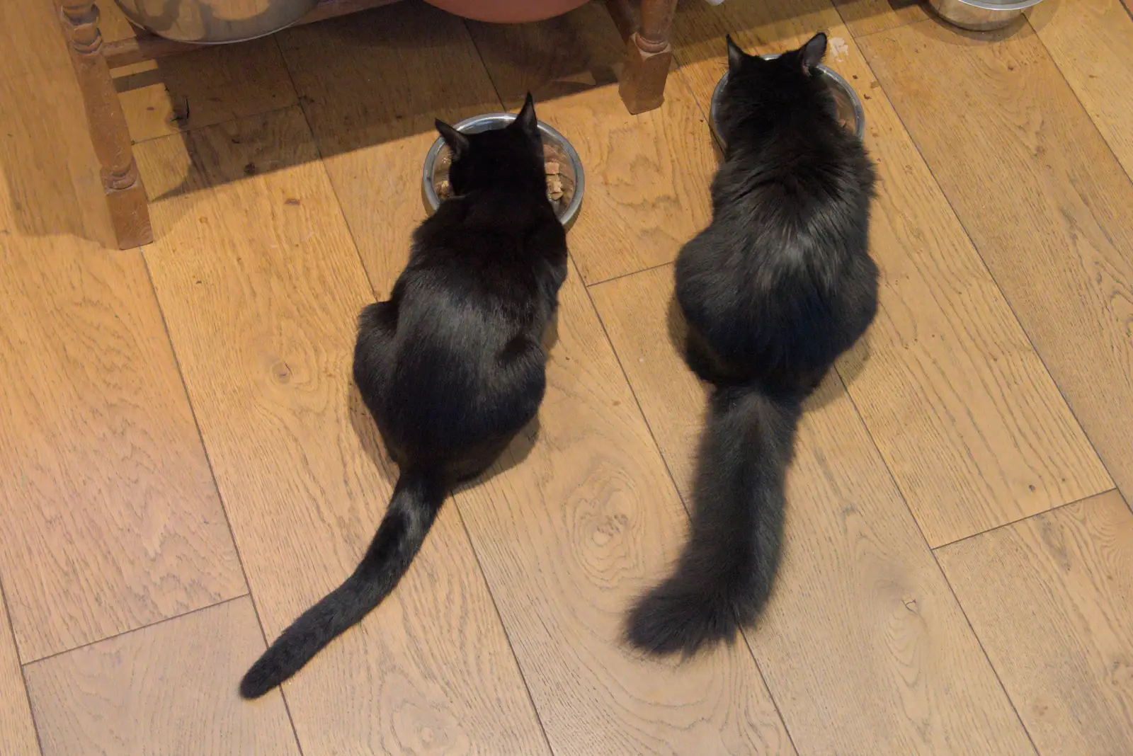 Kitten tails: one string, one pure floof, from A Late September Miscellany, Norfolk and Suffolk - 28th September 2025