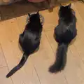 Kitten tails: one string, one pure floof, A Late September Miscellany, Norfolk and Suffolk - 28th September 2025