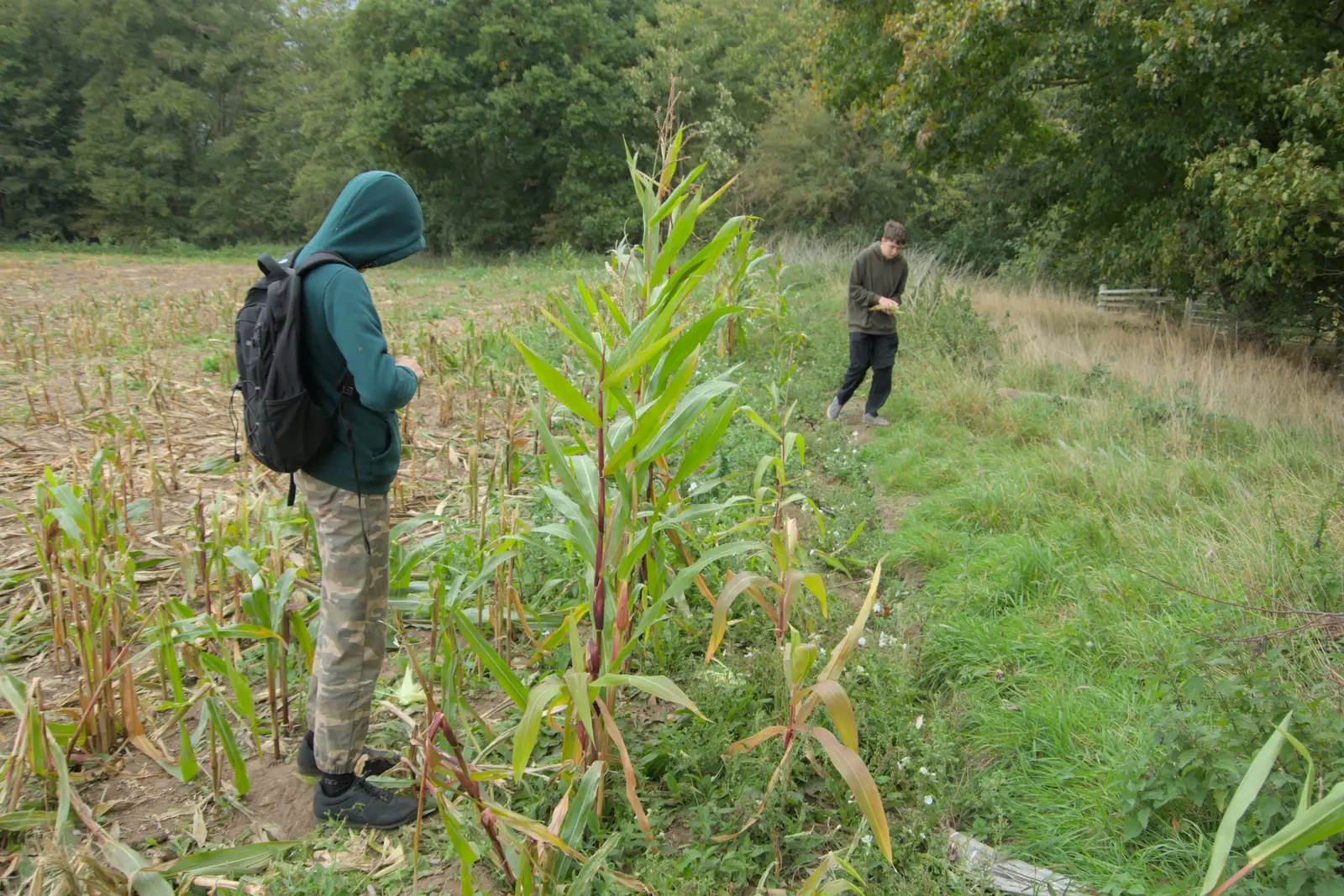There's some maize that was missed from the harvest, from A Late September Miscellany, Norfolk and Suffolk - 28th September 2025