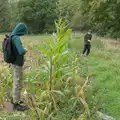 There's some maize that was missed from the harvest, A Late September Miscellany, Norfolk and Suffolk - 28th September 2025