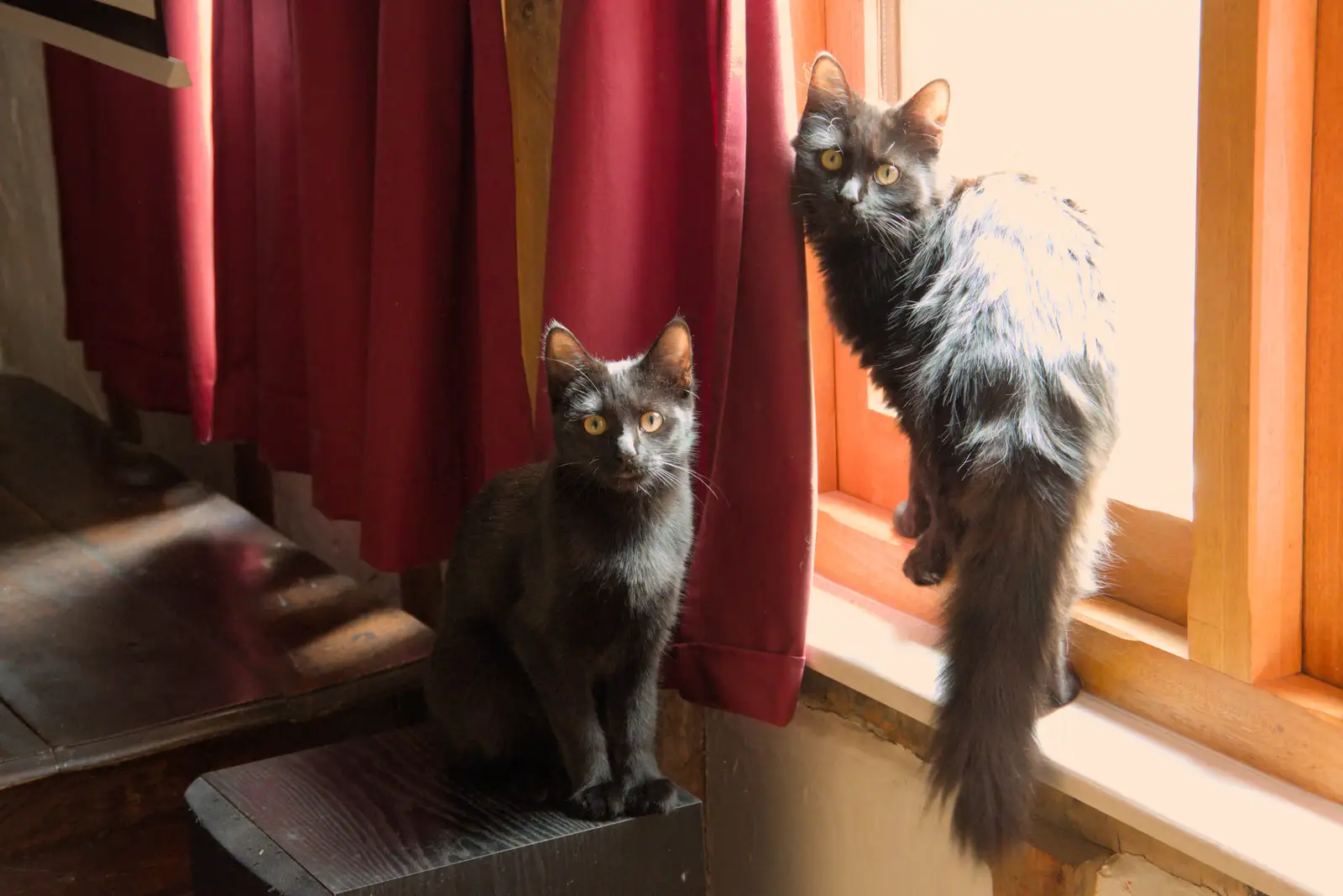 The kittens are in the lounge, from A Late September Miscellany, Norfolk and Suffolk - 28th September 2025