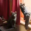 The kittens are in the lounge, A Late September Miscellany, Norfolk and Suffolk - 28th September 2025
