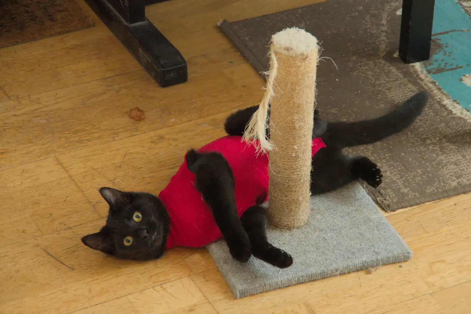 Lilly - aka Stoops - shreds up a scratching post, from Apple Picking, and the Cats' Pyjamas - 18th October 2025