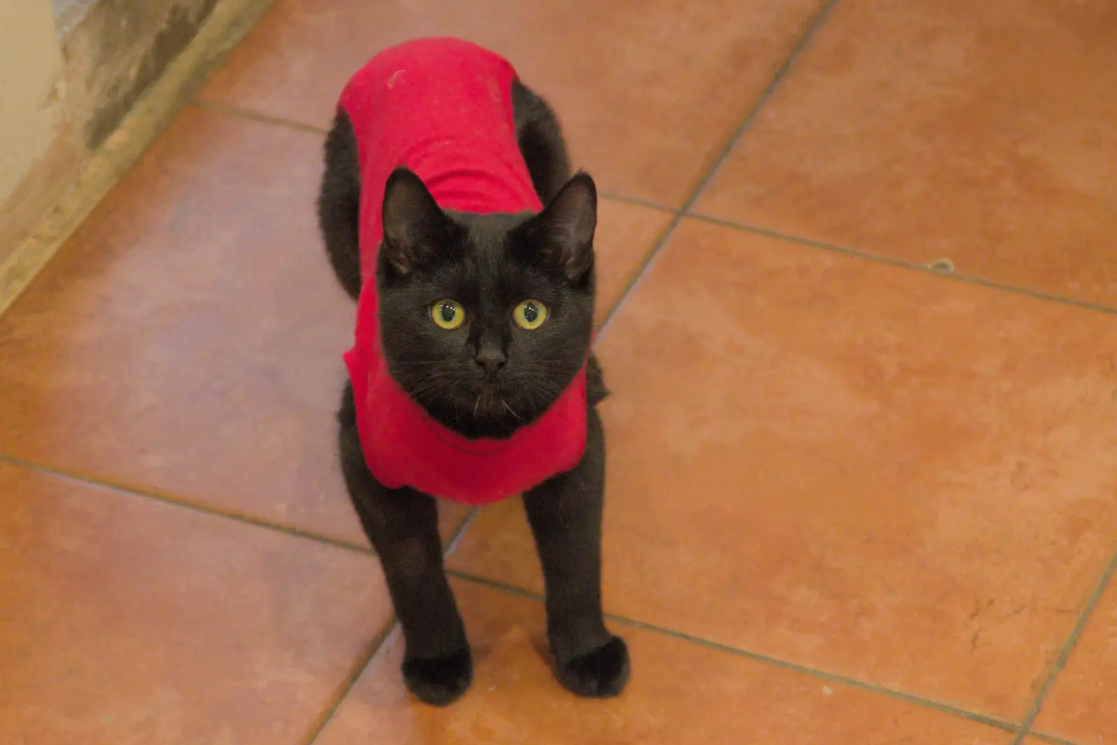 Lilly is the cats' pyjamas, from Apple Picking, and the Cats' Pyjamas - 18th October 2025