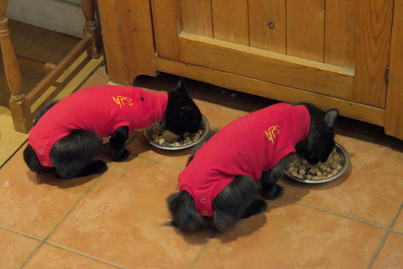 The pyjama-clad kittens scoff their food, from Apple Picking, and the Cats' Pyjamas - 18th October 2025